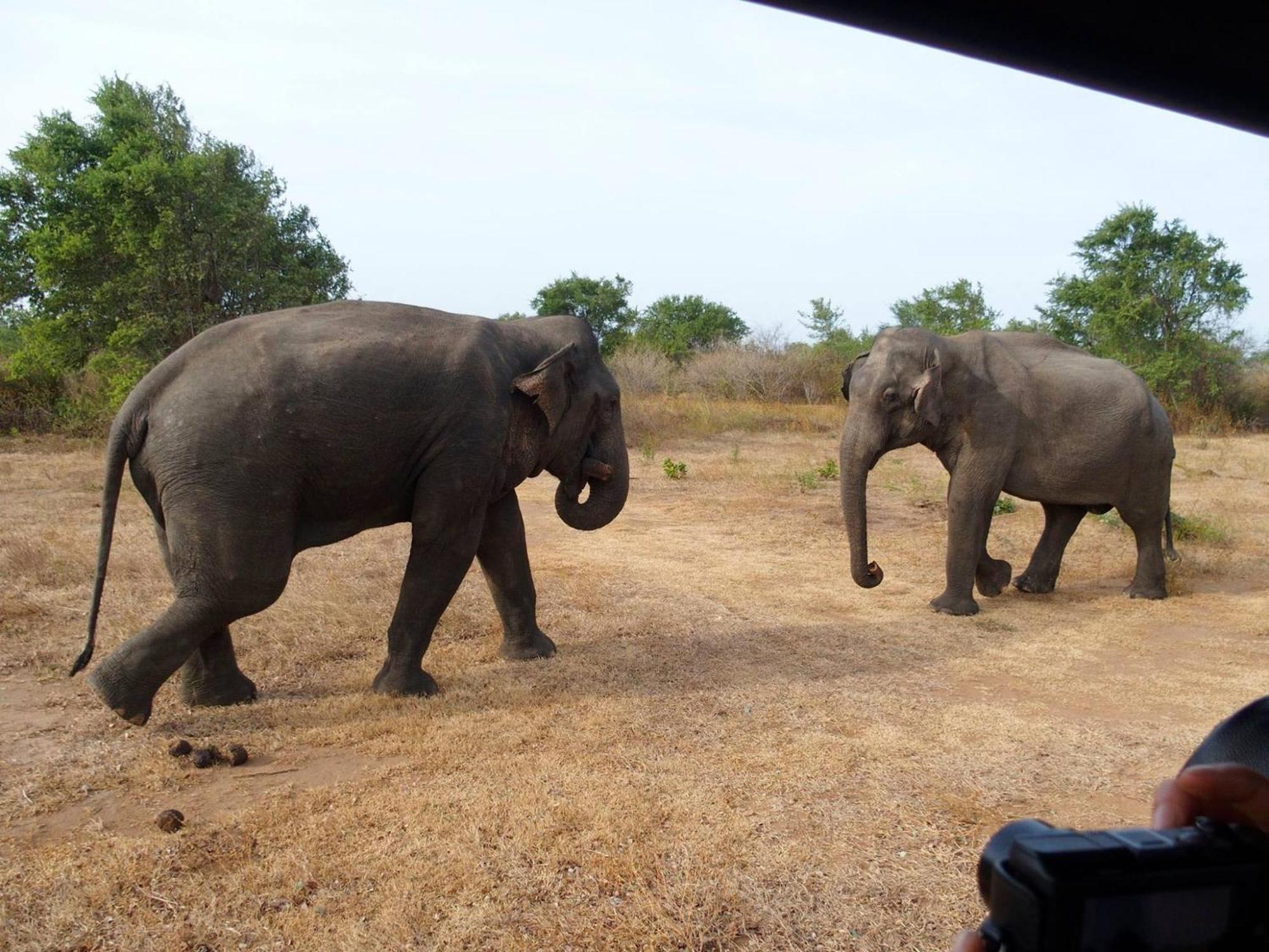 Paramount Safari Cottage ウダワラウェ エクステリア 写真